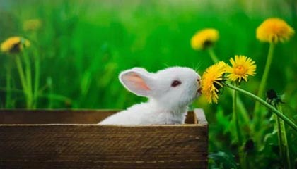 开云体育网页版登录入口:一键开启你的专属体育世界